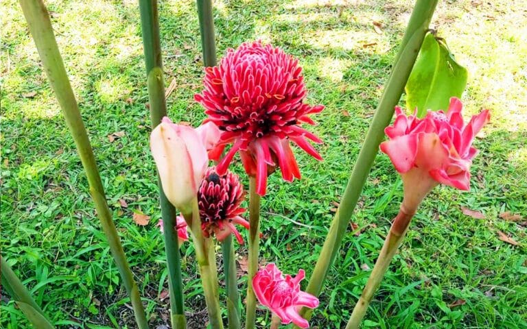 saotome paradise center botanical garden 016