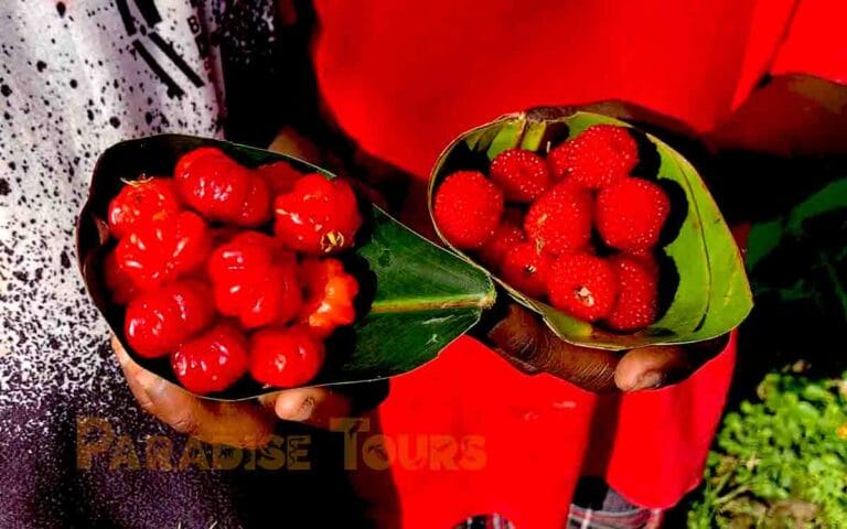 saotome paradise center road raspberries