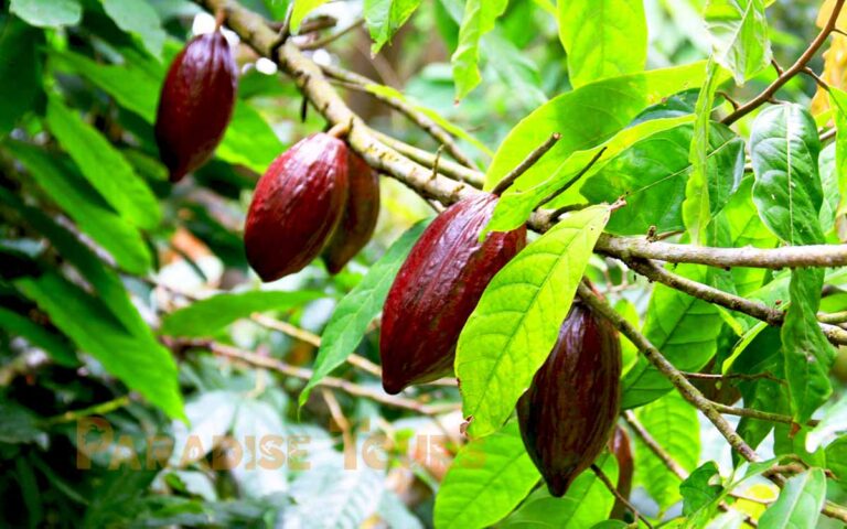 saotome-paradise-cocoa-003 saotome paradise cocoa 003