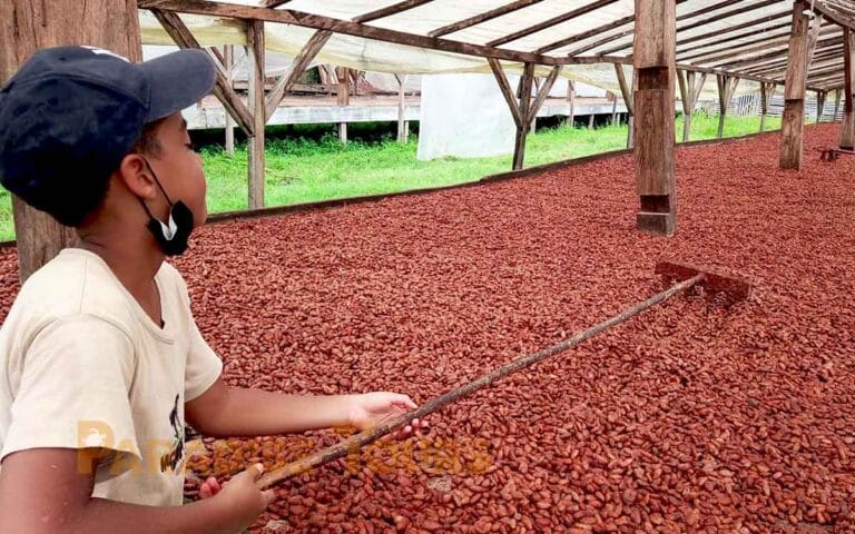 saotome-paradise-cocoa-005 saotome paradise cocoa 005