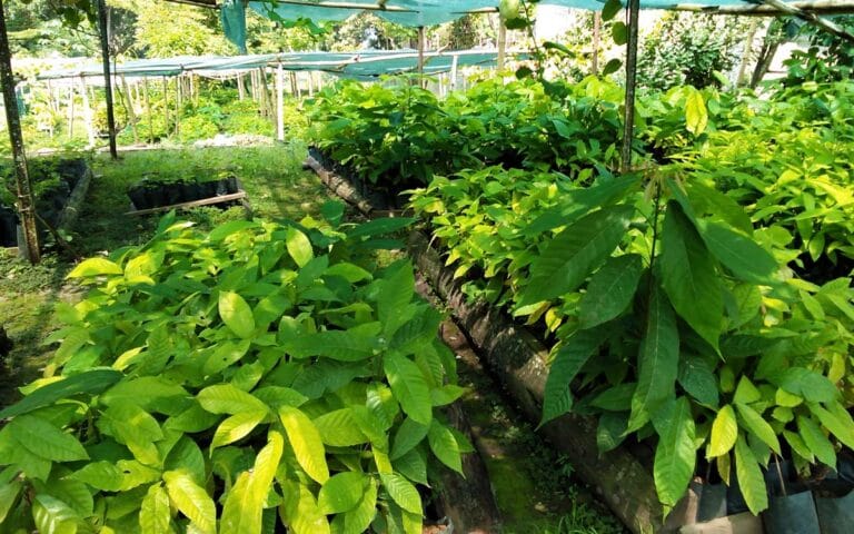 saotome-paradise-cocoa-009 saotome paradise cocoa 009