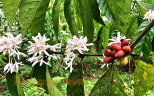 saotome paradise coffee experience 002