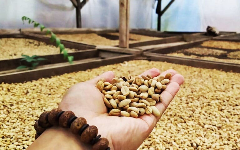 saotome-paradise-coffee-tour-001 saotome paradise coffee tour 001
