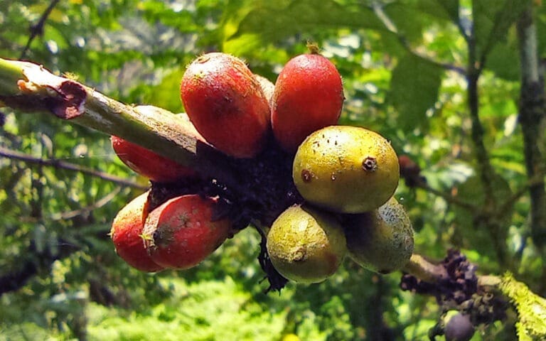 saotome-paradise-coffee-tour-003 saotome paradise coffee tour 003