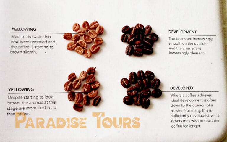 saotome-paradise-coffee-tour-006 saotome paradise coffee tour 006