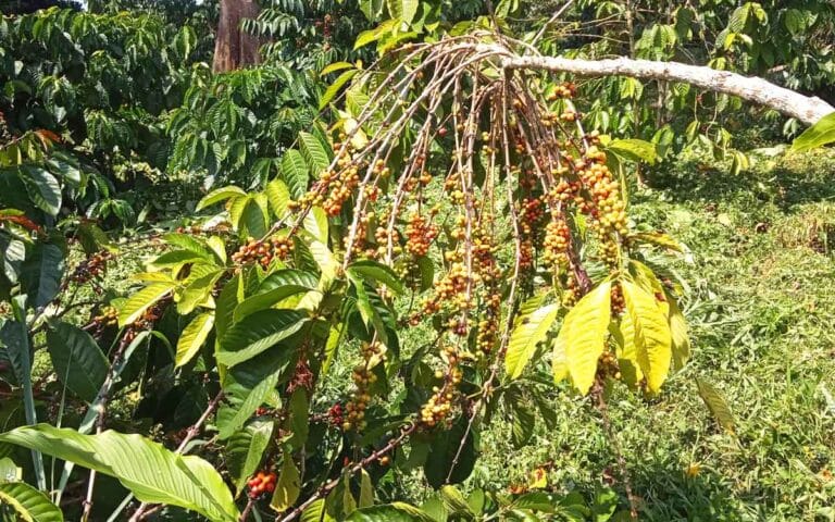 saotome-paradise-coffee-tour-008 saotome paradise coffee tour 008