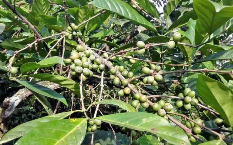 saotome-paradise-coffee-tour-011 saotome paradise coffee tour 011