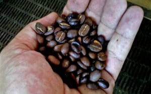 saotome paradise coffee tour 013 1