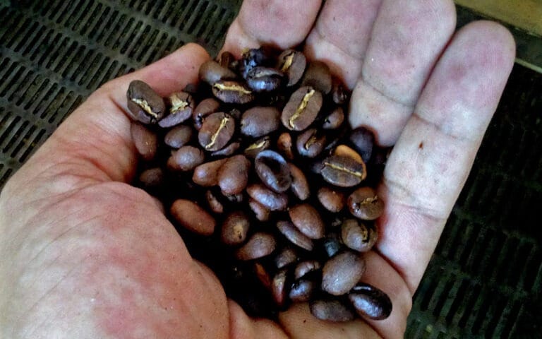 saotome-paradise-coffee-tour-013-2 saotome paradise coffee tour 013 1