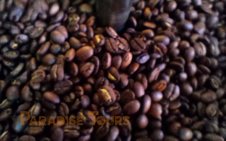 saotome-paradise-coffee-workshop-005 saotome paradise coffee workshop 005