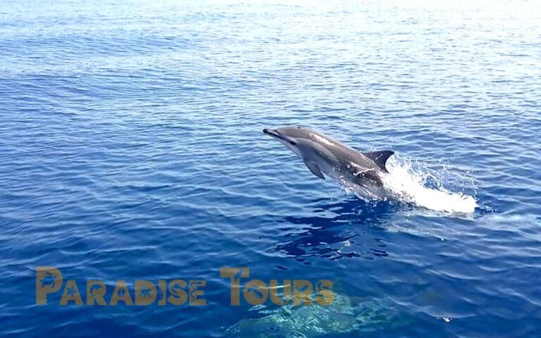 saotome-paradise-dolphins-001 saotome paradise dolphins 001