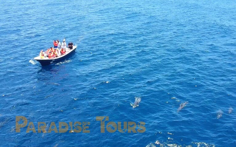 saotome-paradise-dolphins-002 saotome paradise dolphins 002