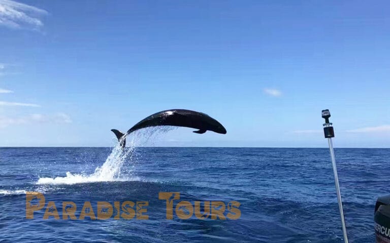 saotome-paradise-dolphins-003 saotome paradise dolphins 003