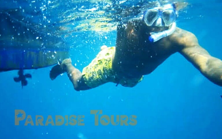 saotome-paradise-dolphins-004 saotome paradise dolphins 004