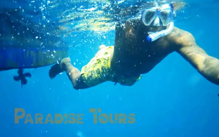 saotome paradise dolphins 004