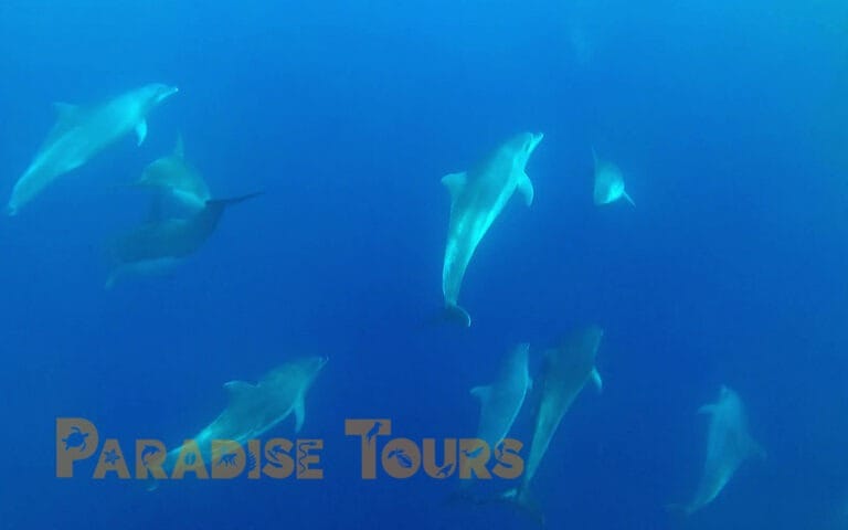 saotome-paradise-dolphins-005 saotome paradise dolphins 005