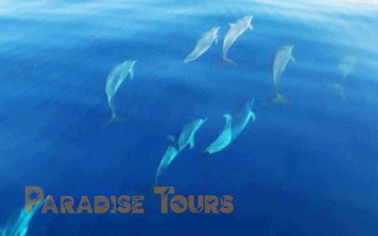 saotome-paradise-dolphins-006 saotome paradise dolphins 006