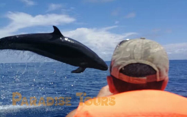 saotome-paradise-dolphins-007 saotome paradise dolphins 007