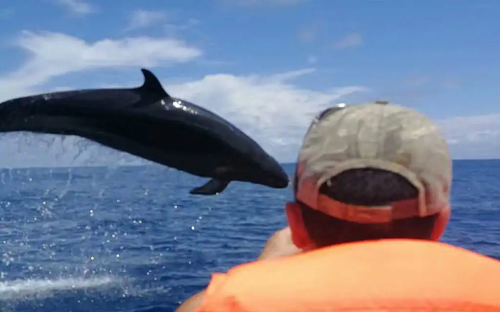 saotome paradise dolphins 007 nowm