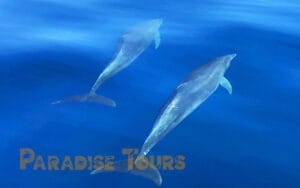 saotome paradise dolphins 010 1