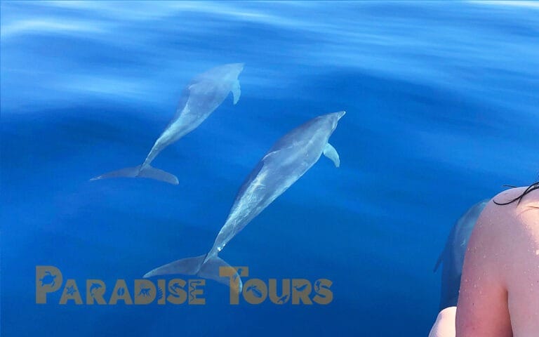saotome-paradise-dolphins-010-2 saotome paradise dolphins 010 2