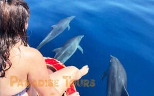 saotome paradise dolphins 011