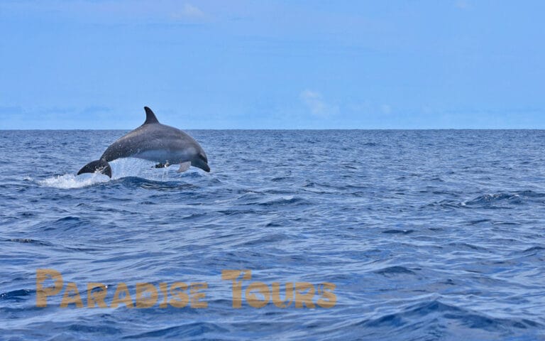 saotome-paradise-dolphins-012 saotome paradise dolphins 012
