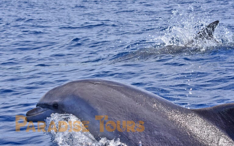 saotome-paradise-dolphins-013 saotome paradise dolphins 013