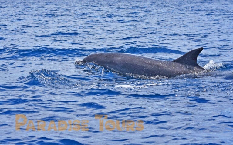 saotome-paradise-dolphins-014 saotome paradise dolphins 014