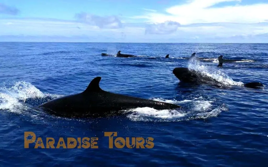 saotome paradise fake killerwhales 017