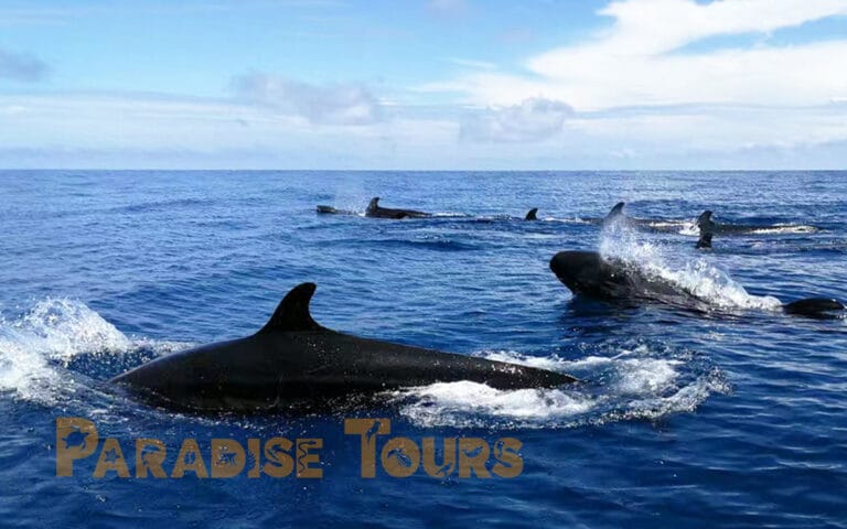 saotome paradise false killer whale 008