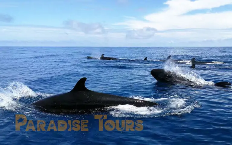 saotome paradise false killer whale 008