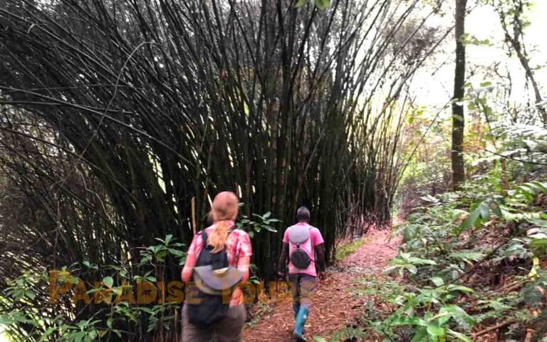 saotome paradise hike amelia lagoon 025