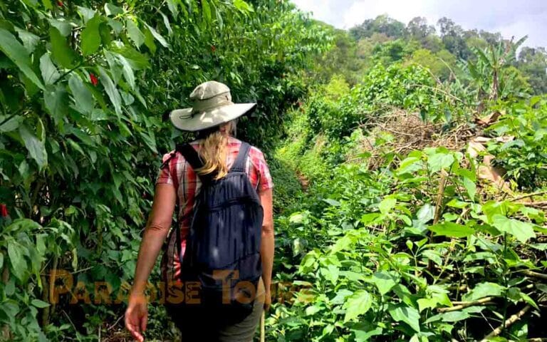 saotome paradise hike amelia lagoon 026