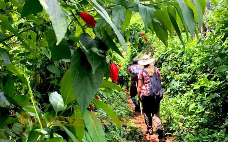 saotome paradise hike amelia lagoon 036