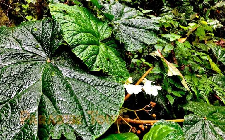 saotome paradise hike amelia lagoon 038 giant begonia