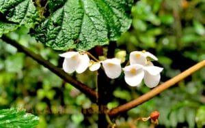 saotome paradise hike amelia lagoon 039 giant begonia