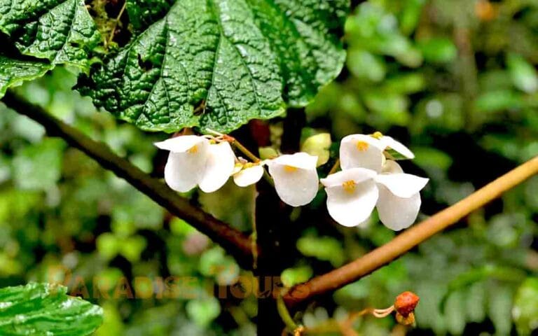 saotome paradise hike amelia lagoon 039 giant begonia