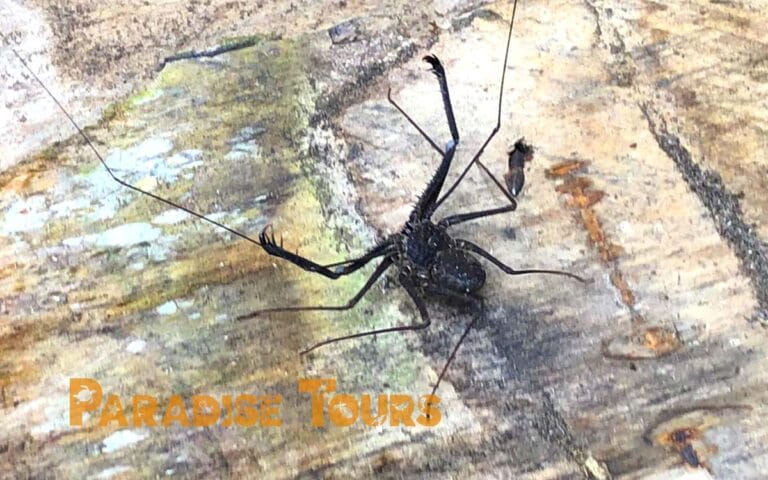 saotome paradise hike angolares waterfall flat spider 021