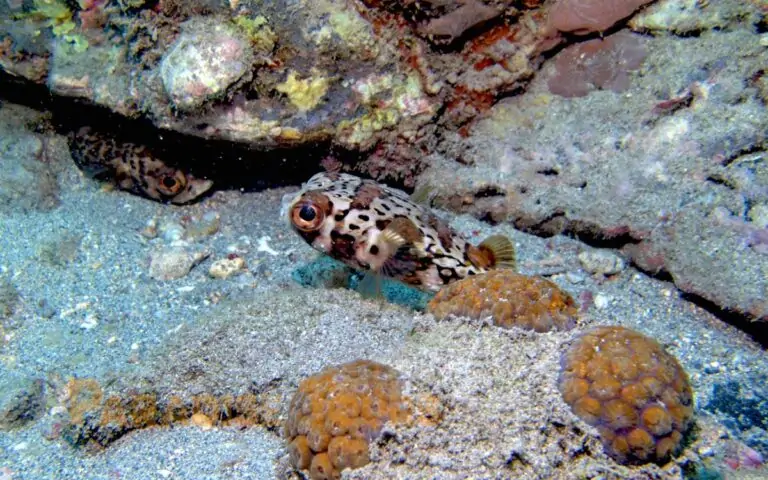 saotome paradise snorkeling 001