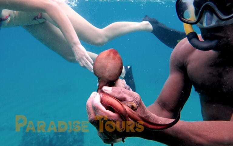 saotome-paradise-snorkeling-coach-003 saotome paradise snorkeling coach 003