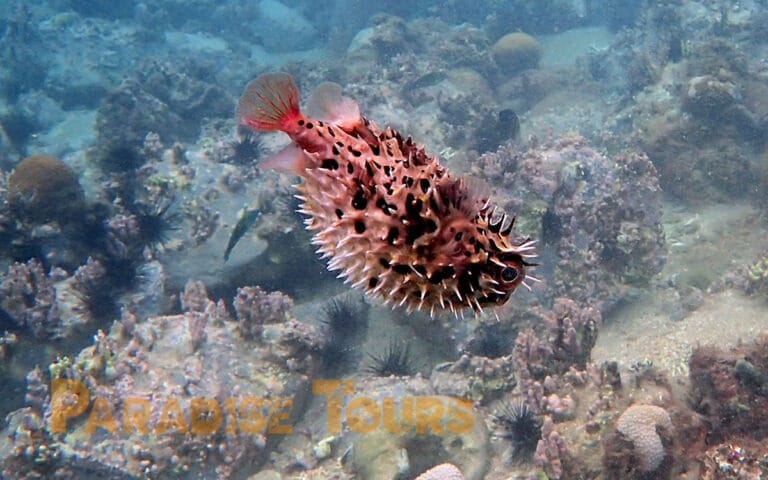 saotome-paradise-snorkeling-coach-005 saotome paradise snorkeling coach 005