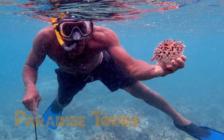 saotome-paradise-snorkeling-coach-007 saotome paradise snorkeling coach 007
