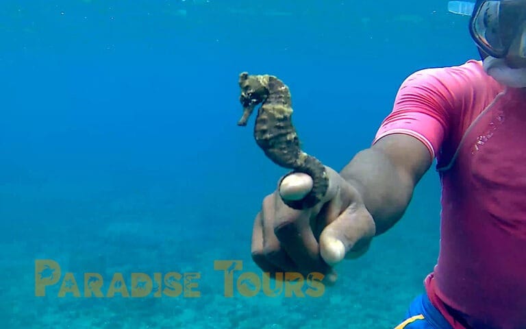 saotome-paradise-snorkeling-coach-009 saotome paradise snorkeling coach 009