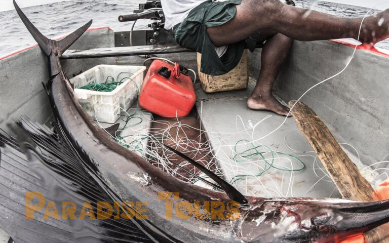 Saotome paradise local fishing game 001 1