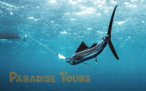 Saotome paradise local fishing game 002 1