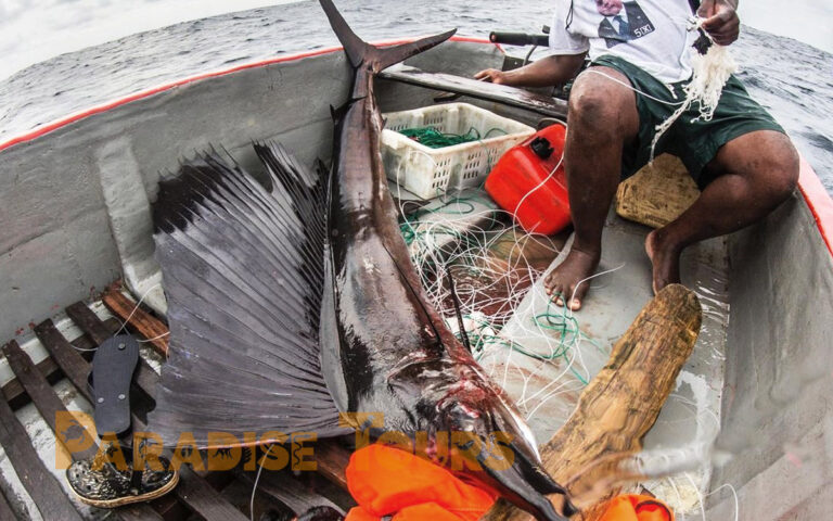 Saotome paradise local fishing game 003 1