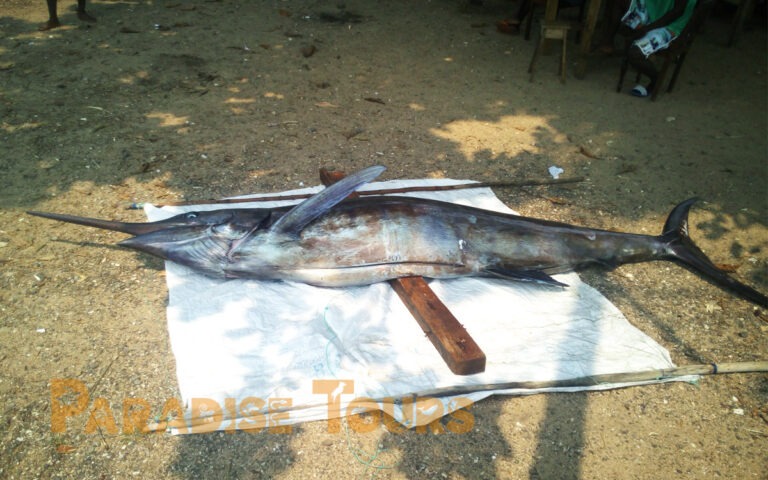 Saotome paradise local fishing game 007