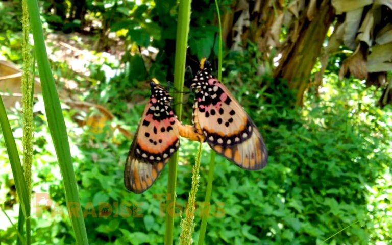 saotome paradise center botanical garden butterly 019