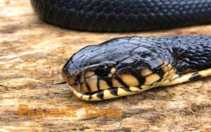saotome paradise hike trek black cobra 01